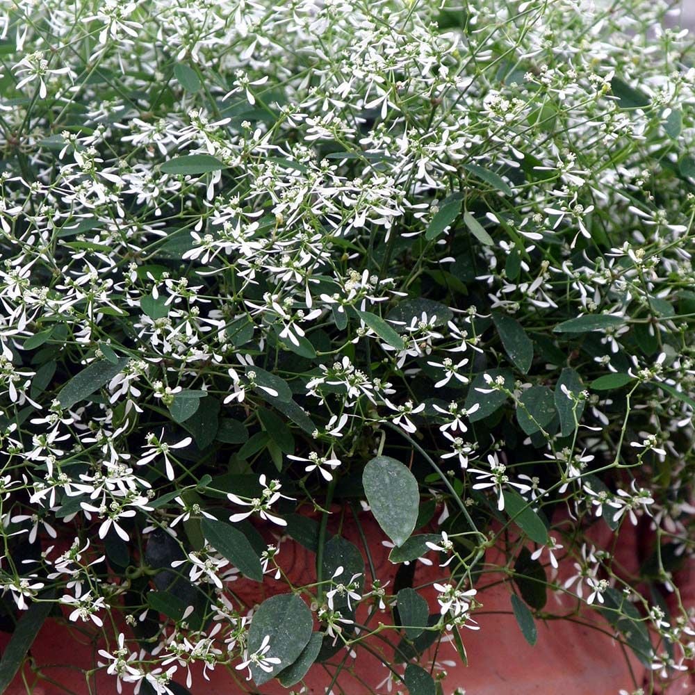 Euphorbia Diamond Frost  Diamond frost Euphorbia plant Shade plants