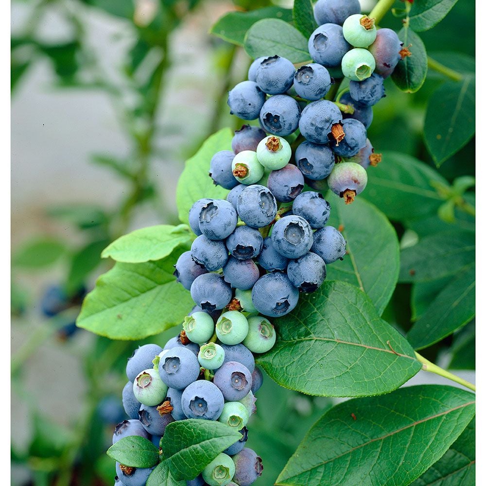 Blueberry Vaccinium corymbosum | White Flower Farm