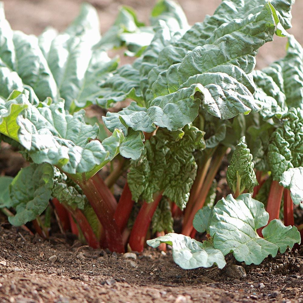 Rhubarb MacDonald