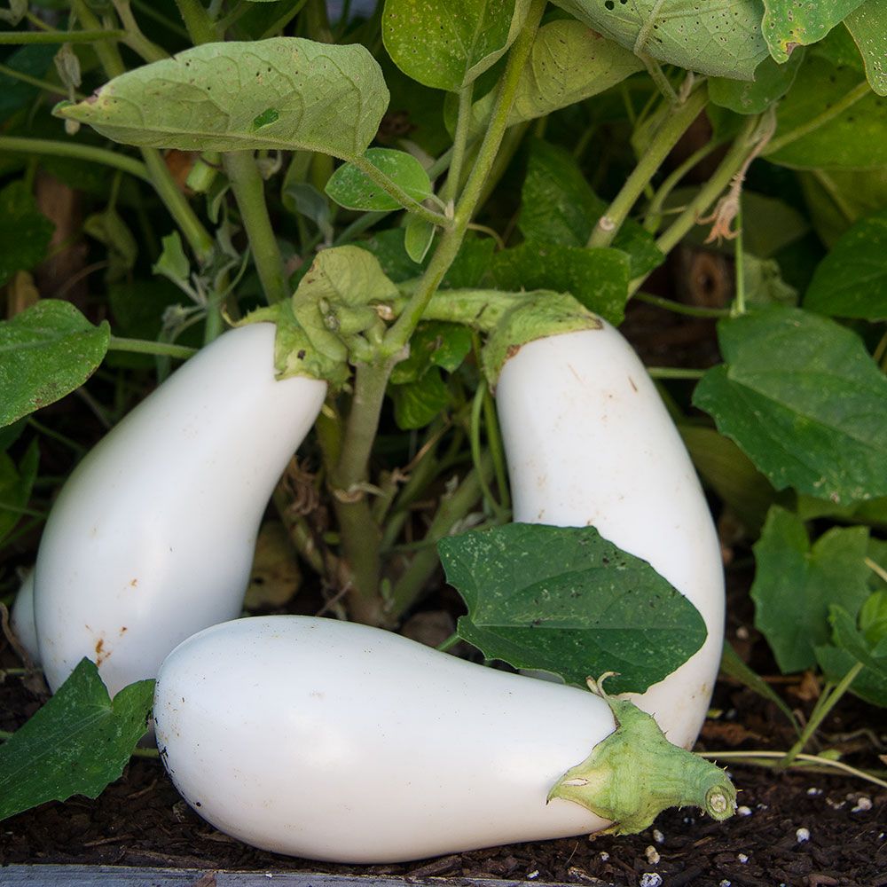 Eggplant Casper White Flower Farm
