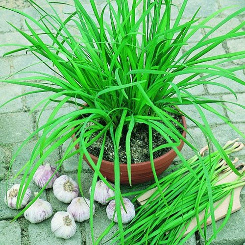 Chives Geisha