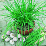  Chives Geisha