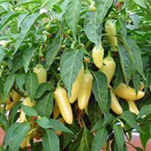 Hot Pepper Cascabella