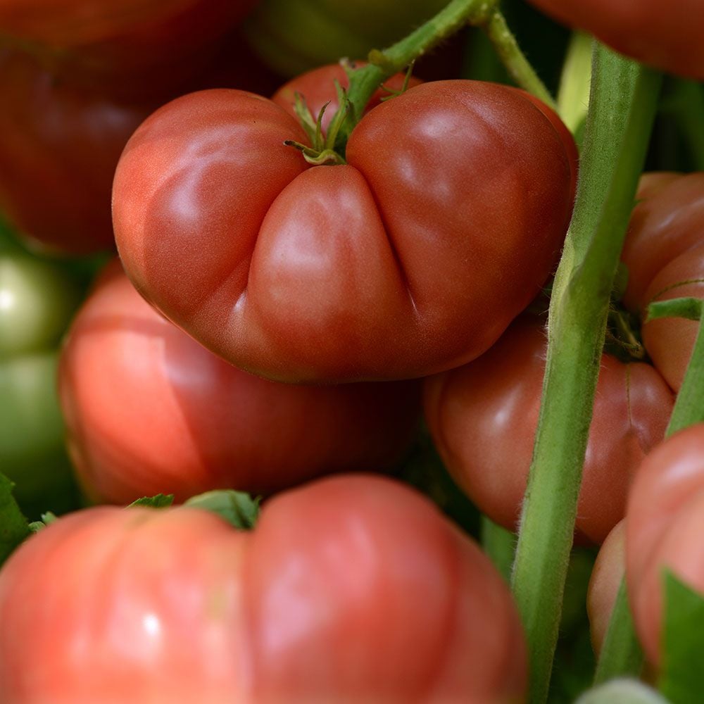 Tomato Heirloom Marriage™ 'Big Brandy'