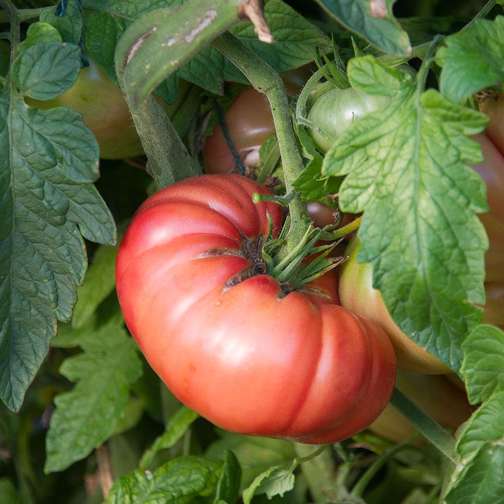 Tomato Heirloom Marriage™ 'Big Brandy' White Flower Farm