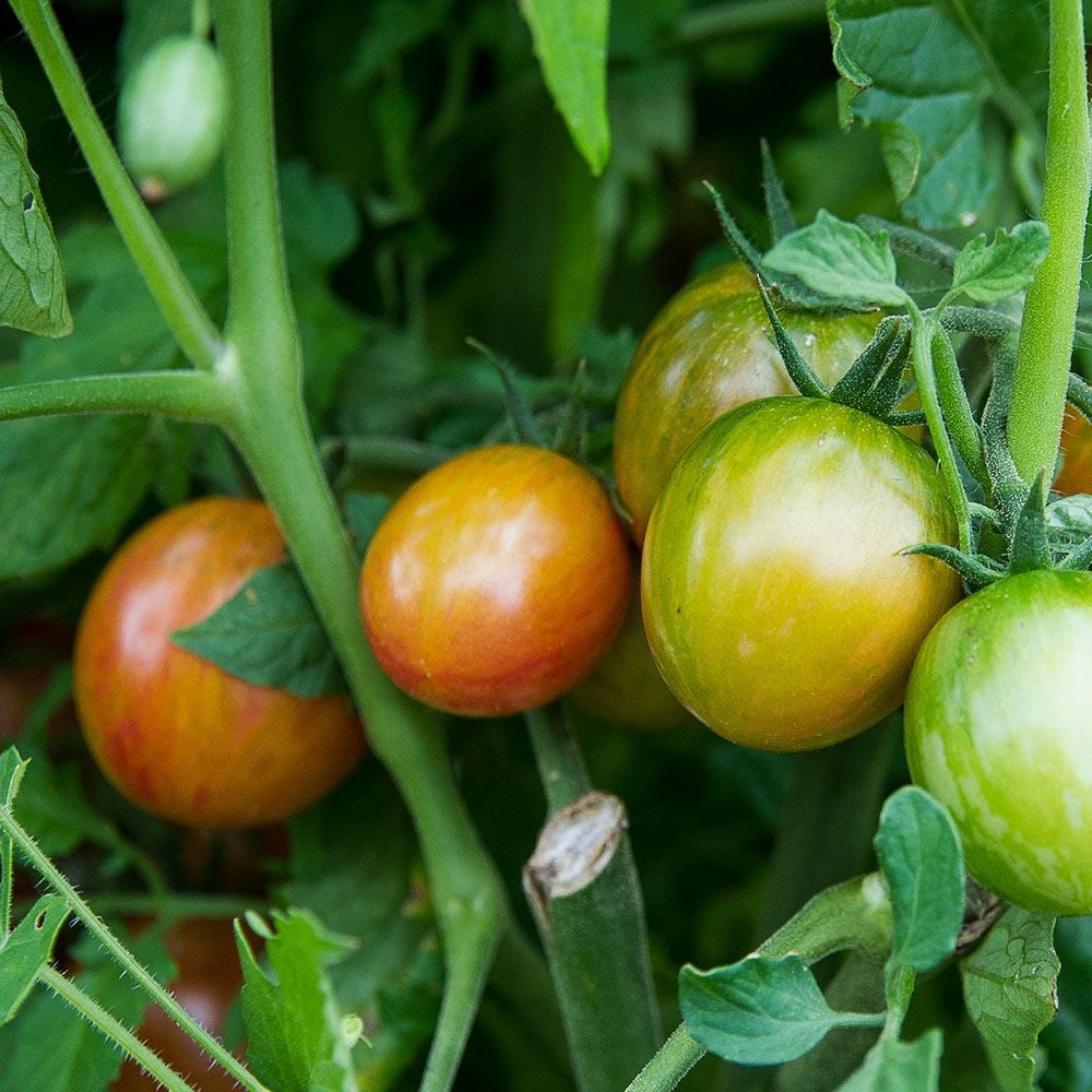 Tomato 'Pink Bumble Bee'