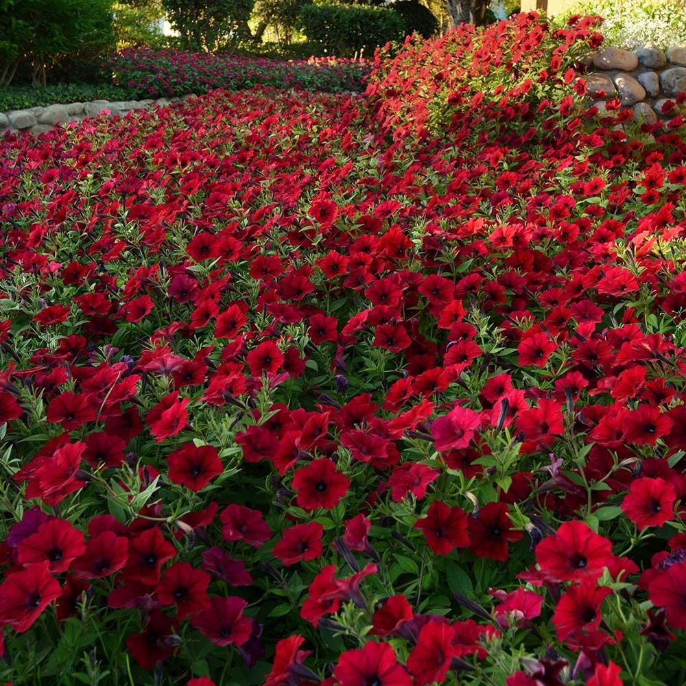 Petunia Tidal Wave® Red Velour | White Flower Farm