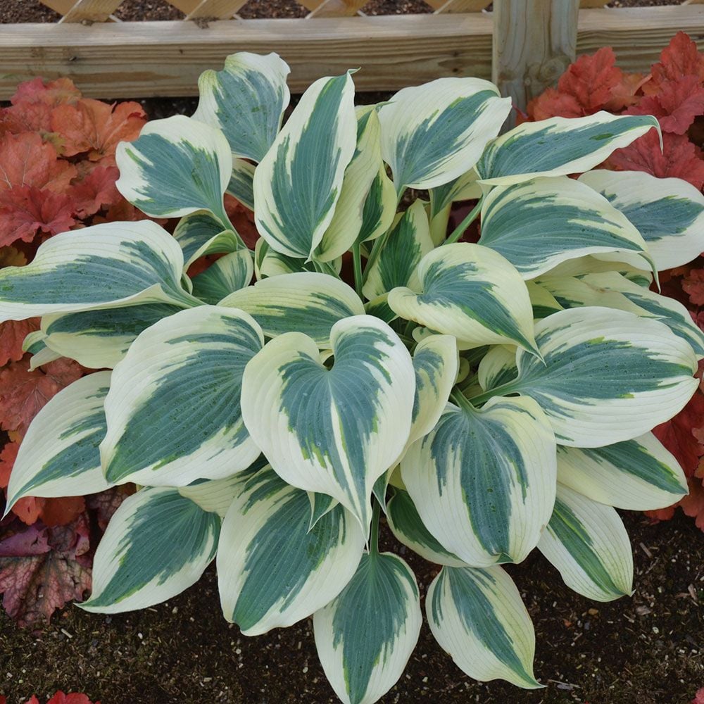 Hosta 'Blue Ivory'