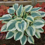  Hosta 'Blue Ivory'