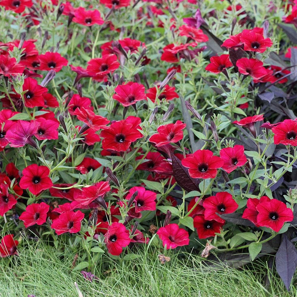 Petunia Tidal Wave® Red Velour