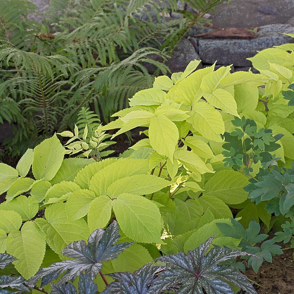 Aralia cordata 'Sun King'