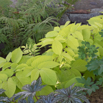  Aralia cordata 'Sun King'