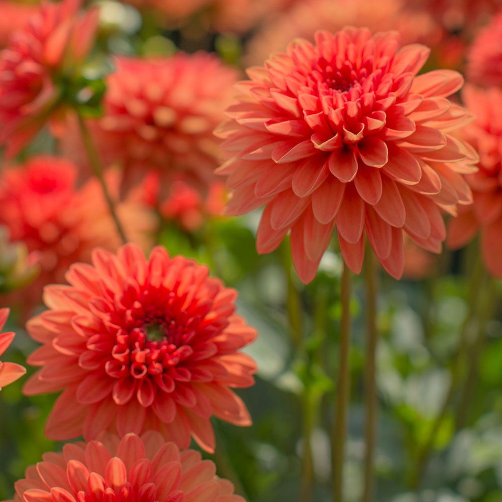 Dahlia Jewel Orange | White Flower Farm