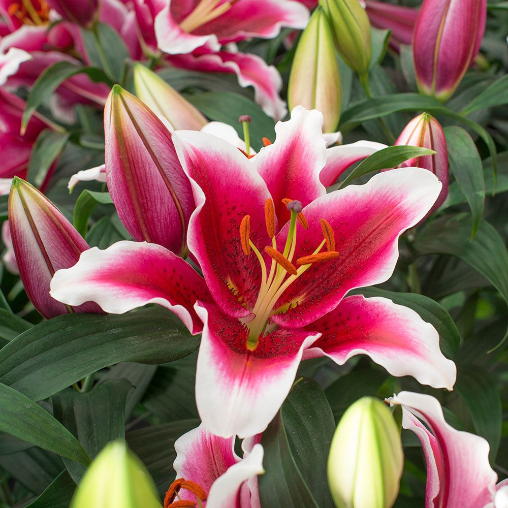 Lilium King Solomon White Flower Farm