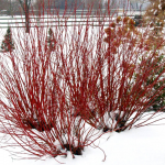  Cornus stolonifera Arctic Fire® Red