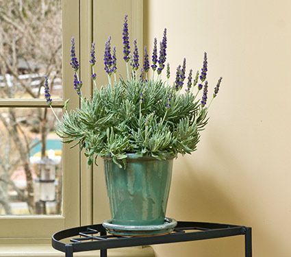 Lavender Goodwin Creek Grey in glazed pot  White Flower Farm