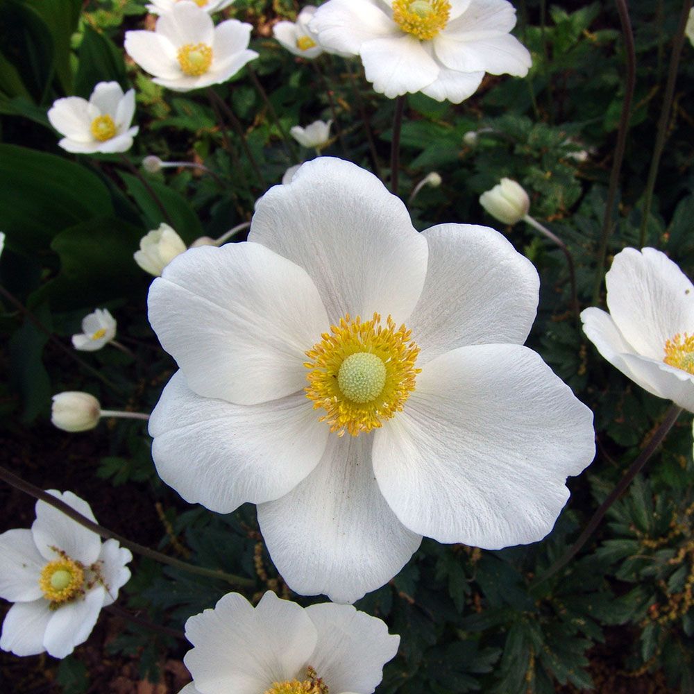 Anemone sylvestris White Flower Farm