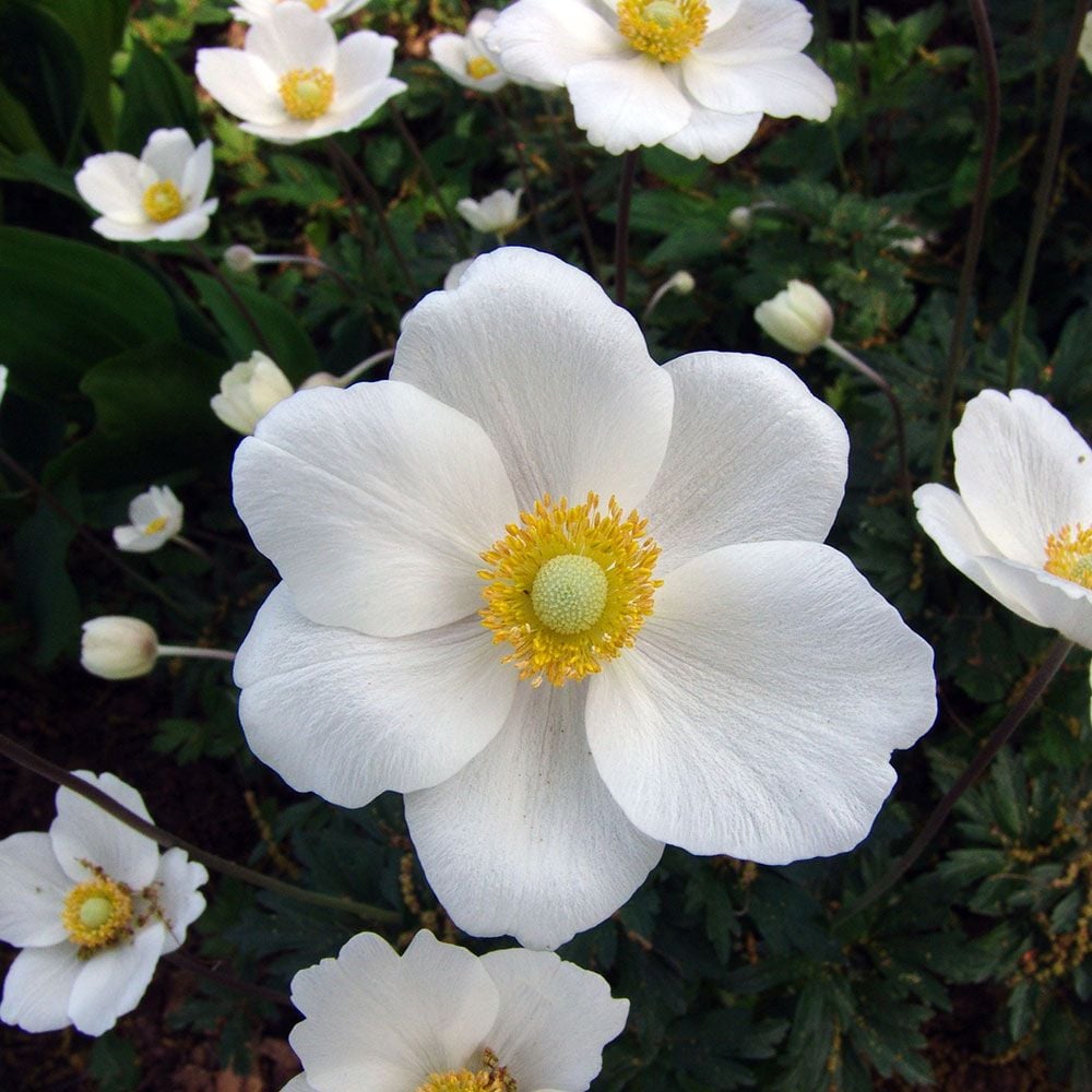 Anemone sylvestris White Flower Farm image