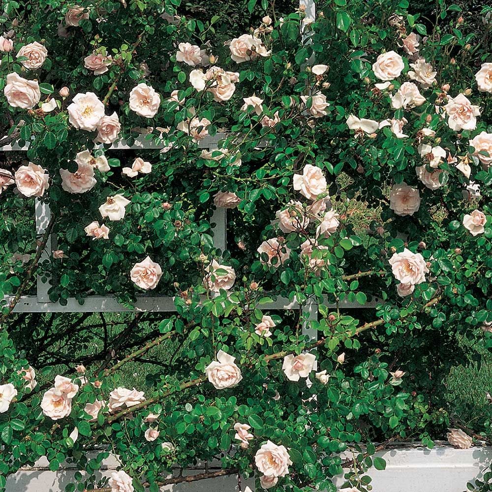 Common Rose Leaf Problems - Garden Express