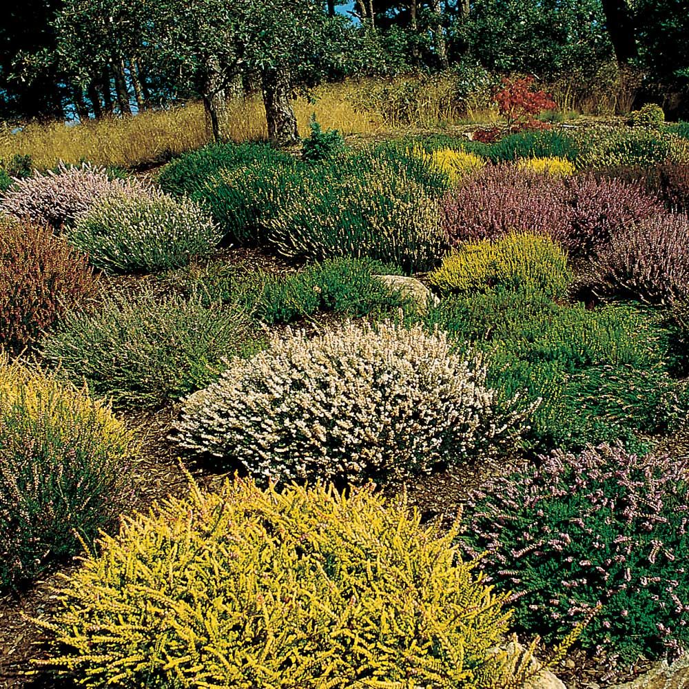 Heath And Heather Collection White Flower Farm