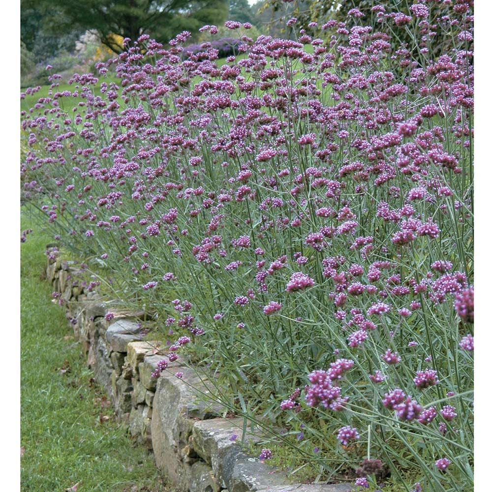 Verbena bonariensis White Flower Farm
