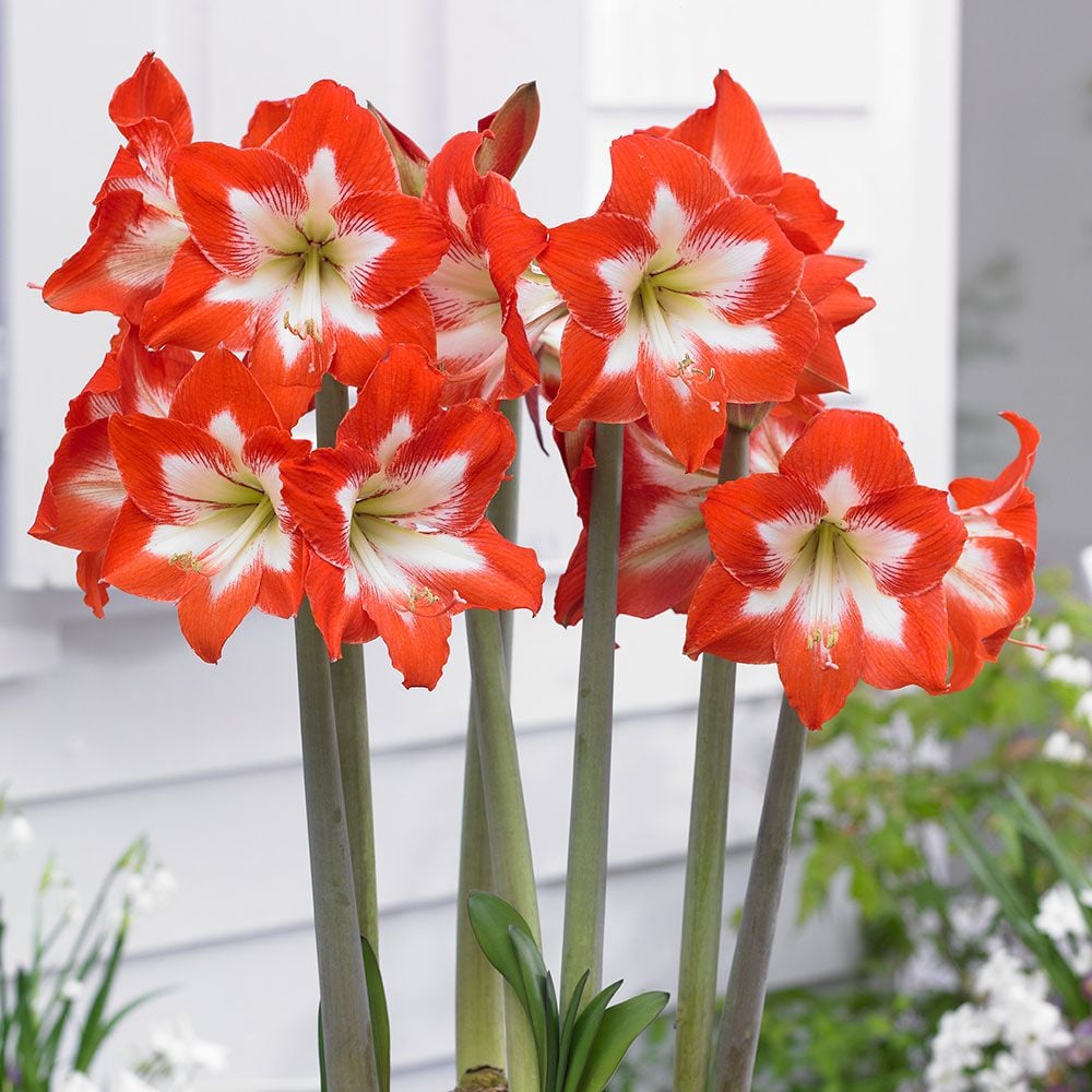 Amaryllis EyecatcherÂ® | White Flower Farm