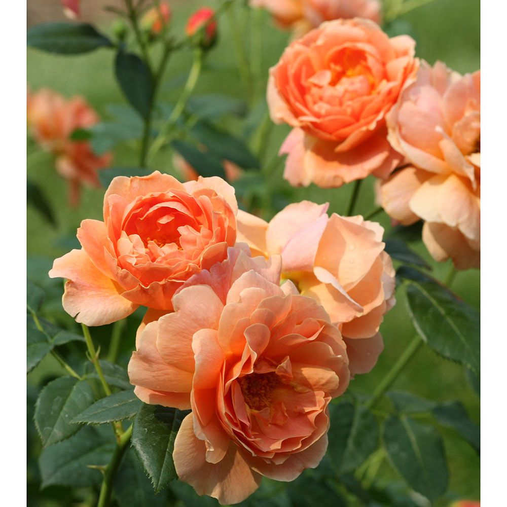 Rose At Last