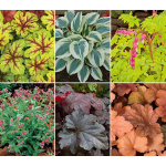 Hosta Great Expectations | White Flower Farm