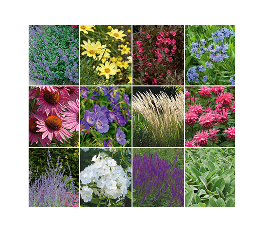 Deer-Resistant Garden for Sun