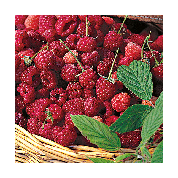 Raspberry Sampler White Flower Farm