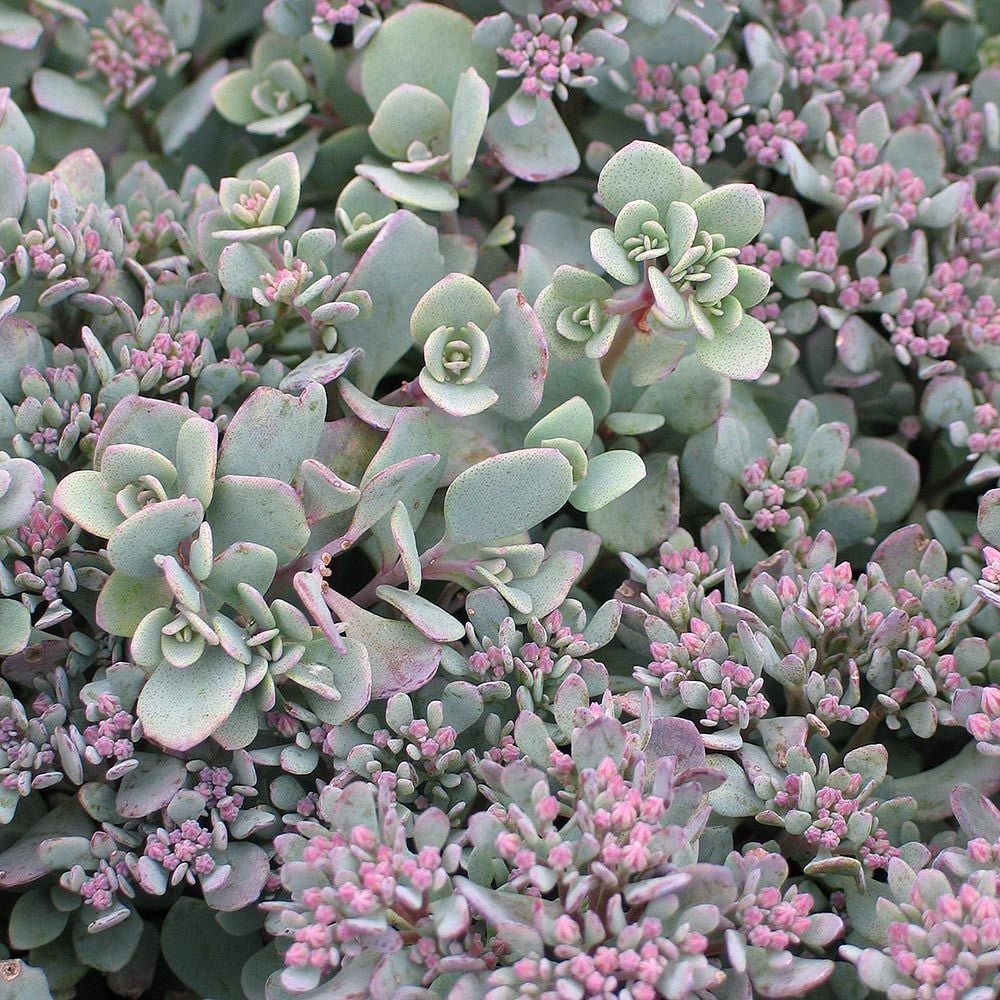 Hylotelephium cauticola 'Lidakense'
