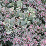  Hylotelephium cauticola 'Lidakense'