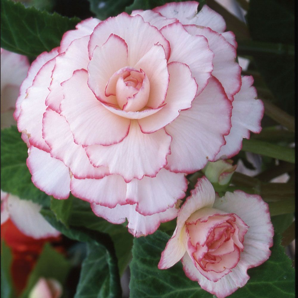 Begonia Mardi Gras Blackmore & Langdon White Flower Farm