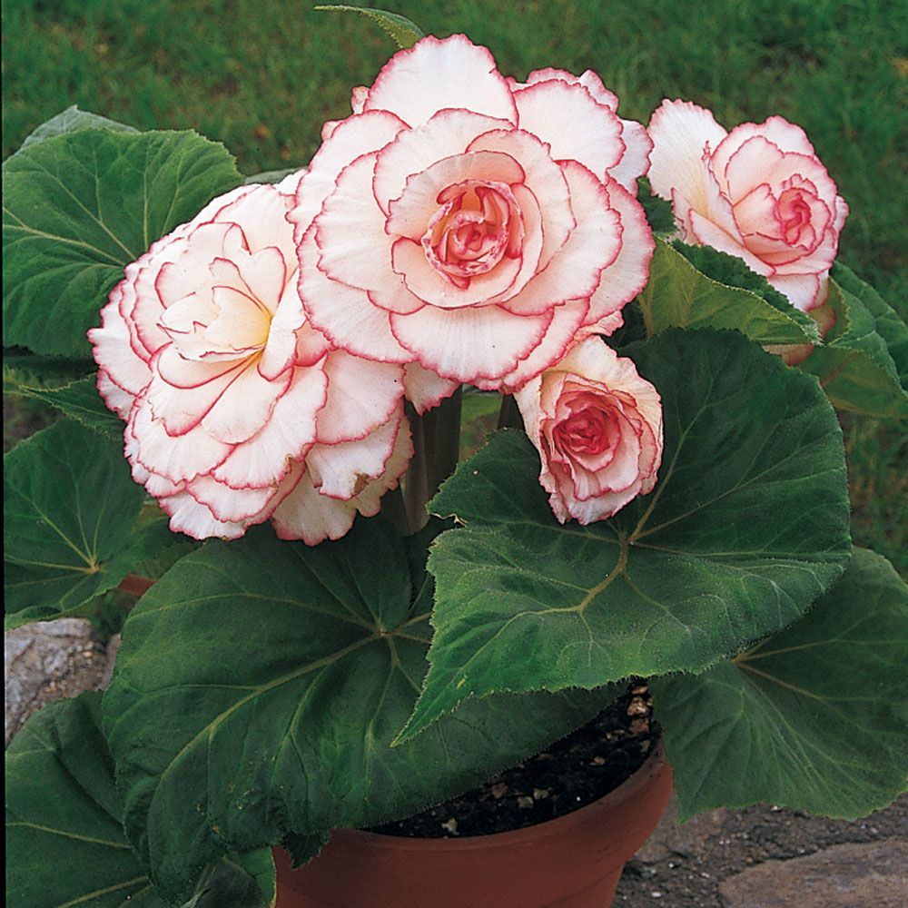 Begonia 'Mardi Gras' Blackmore & Langdon White Flower Farm