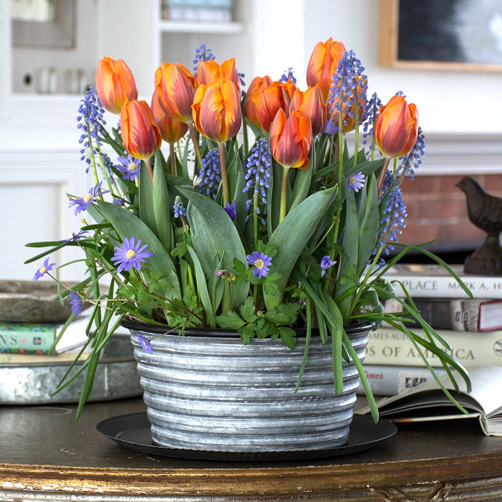Winter Fire Bulb Garden in large metal cachepot