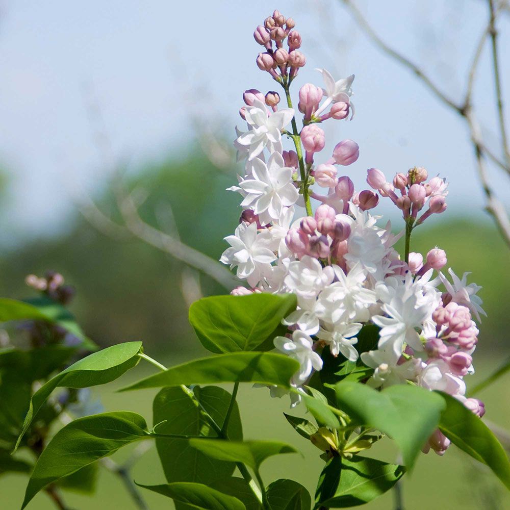 Syringa vulgaris Beauty of Moscow White Flower Farm