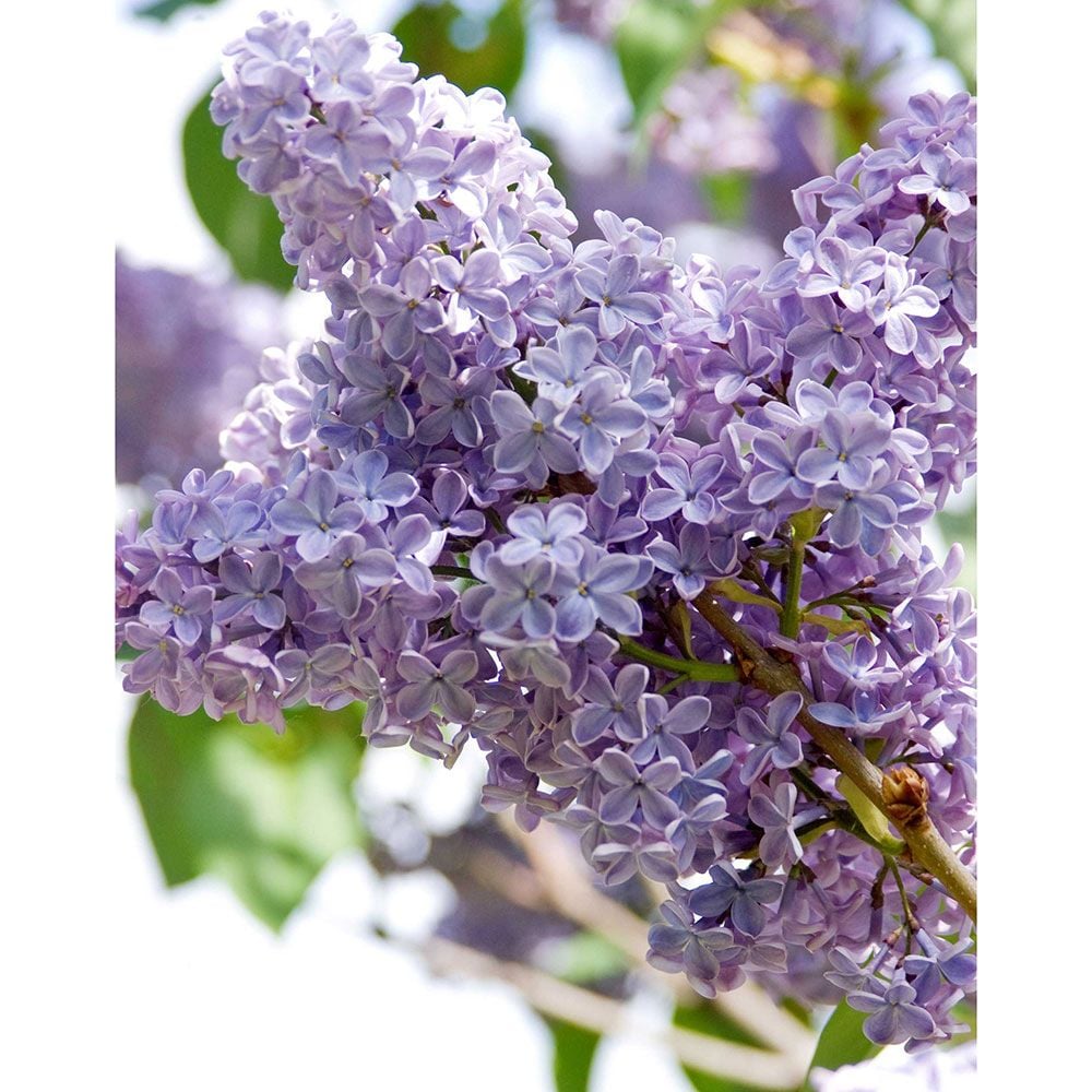 Syringa Vulgaris President Lincoln White Flower Farm