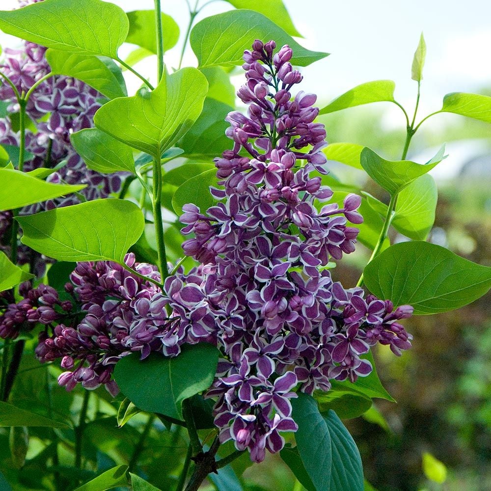 Syringa vulgaris 'Sensation'