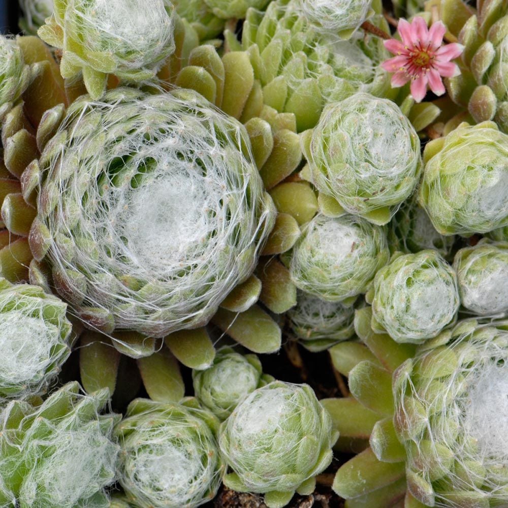 Sempervivum arachnoideum 'Cobweb'