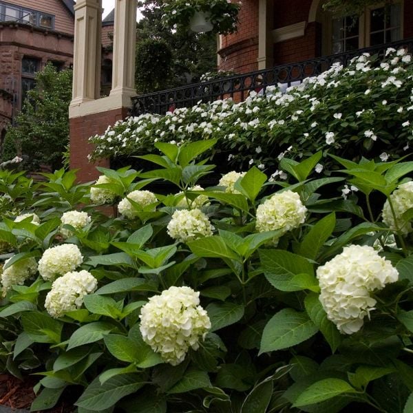 Hydrangea macrophylla Endless Summer® Blushing Bride® White Flower Farm