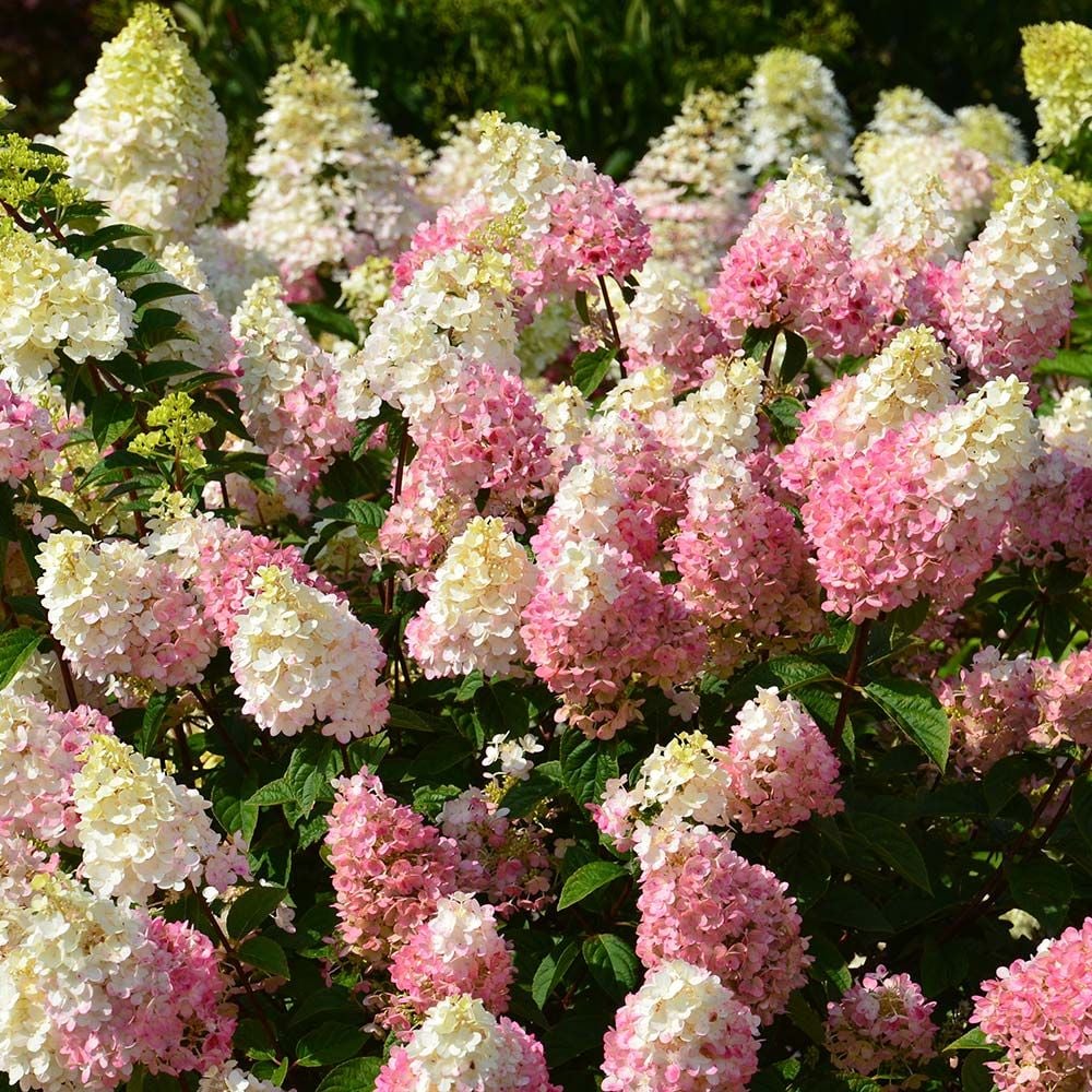 Hydrangea paniculata Strawberry Sundae™ White Flower Farm