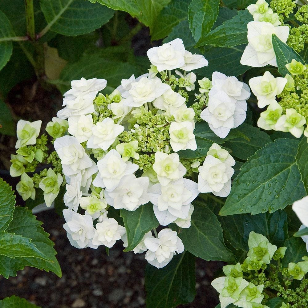 Hydrangea macrophylla 'Wedding Gown'