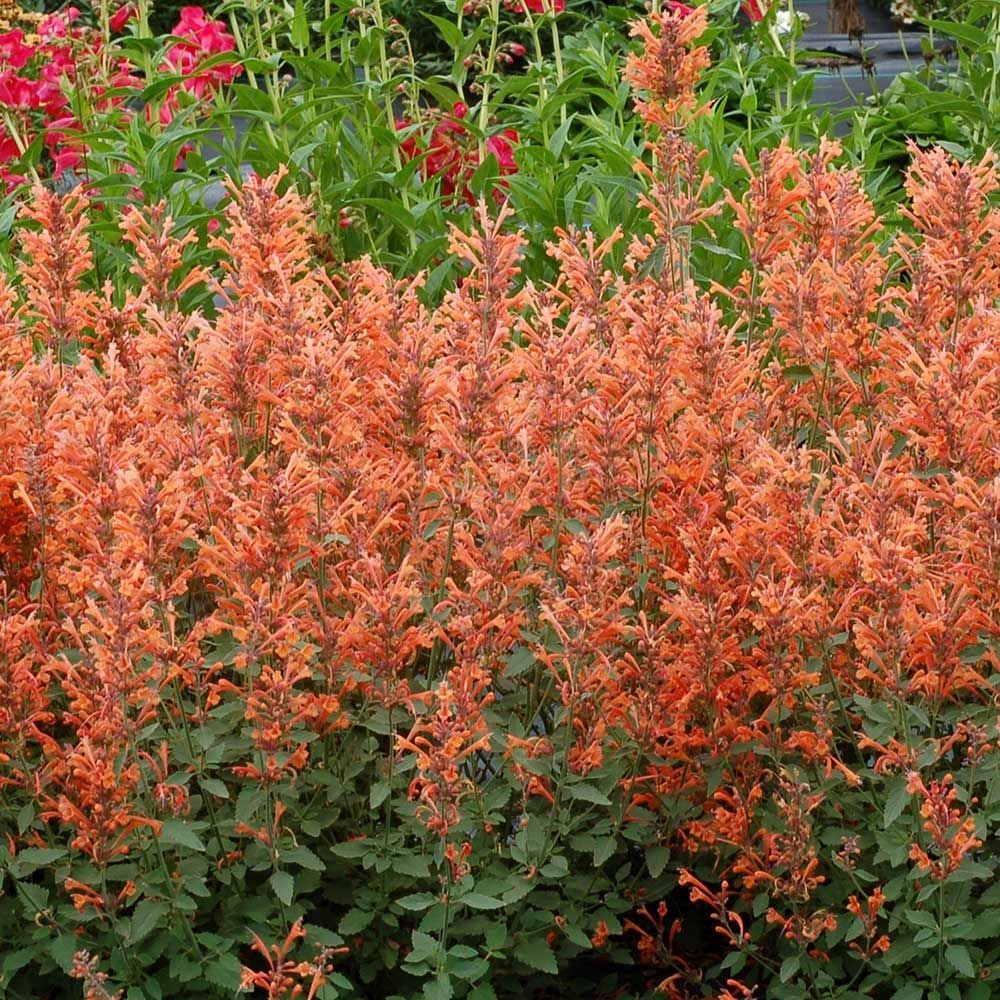 Agastache 'Kudos Mandarin'