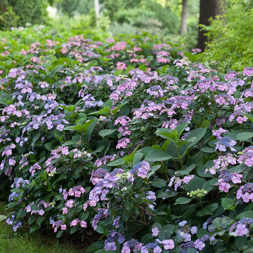 Hydrangea serrata Tuff Stuff™ | White Flower Farm