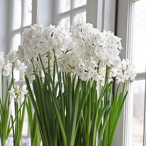 Paperwhite Ziva Kit in Bell Vase with Metal Table Stand White Flower Farm