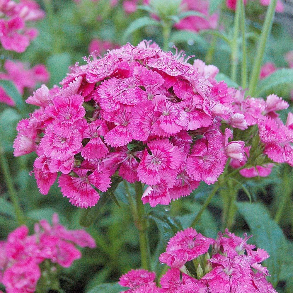 Annual Dianthus White Flower Farm