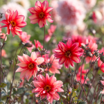  Dahlia 'Waltzing Mathilda'