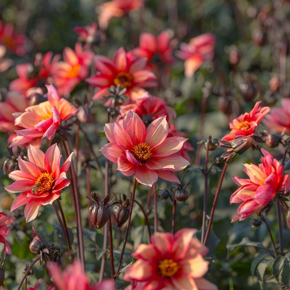 Dahlia Waltzing Mathilda White Flower Farm