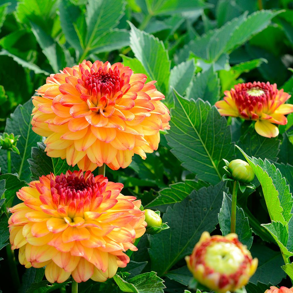 Dahlia Icoon | White Flower Farm