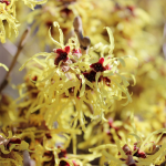  Hamamelis x intermedia 'Arnold Promise'